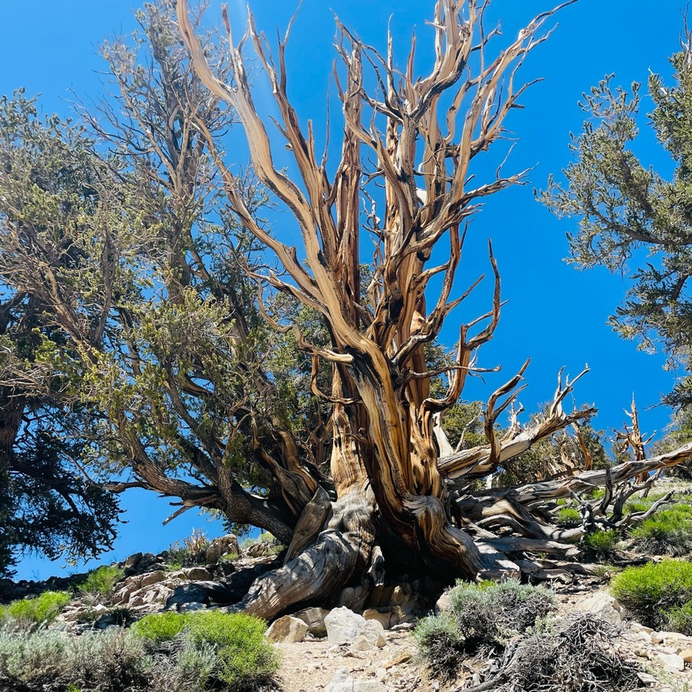 Meet your Posher, Genda